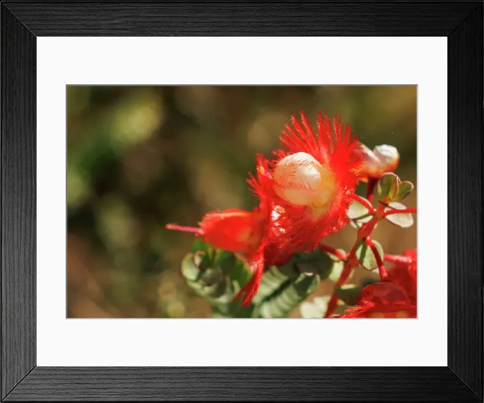 Framed Print : Featherflower - Verticordia grandis Framed Print : Featherflower - Verticordia grandis