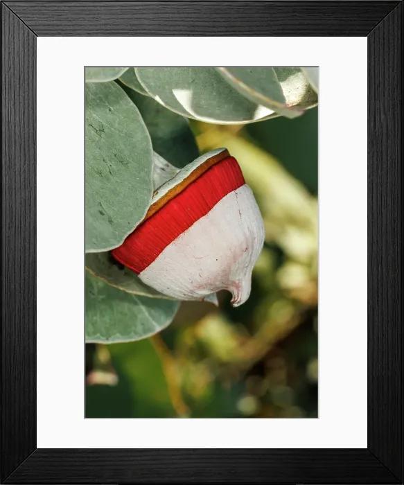 Framed Print : Red and Yellow Eucalyptus Gum Blossom