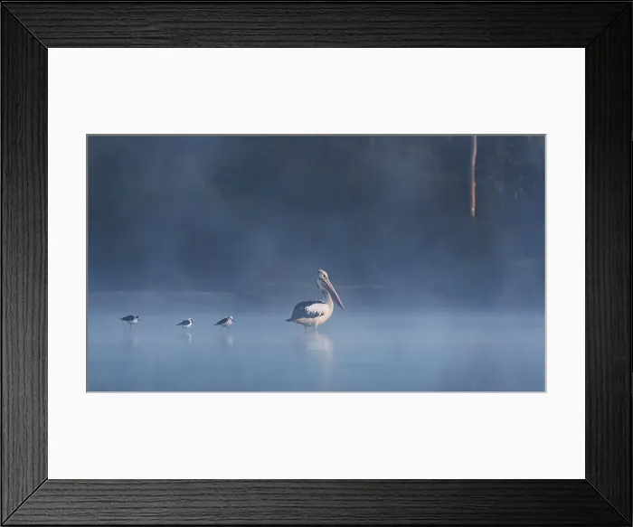 Framed Print : Australian Pelicans in the early morning fog