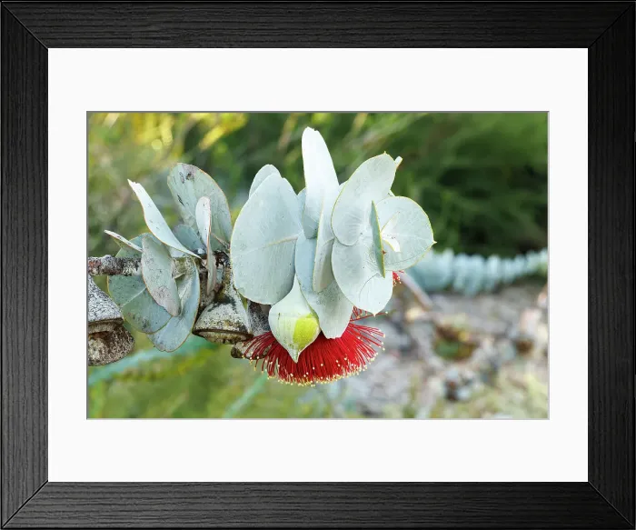 Framed Print : Pink and Yellow Eucalyptus Gum Blossom