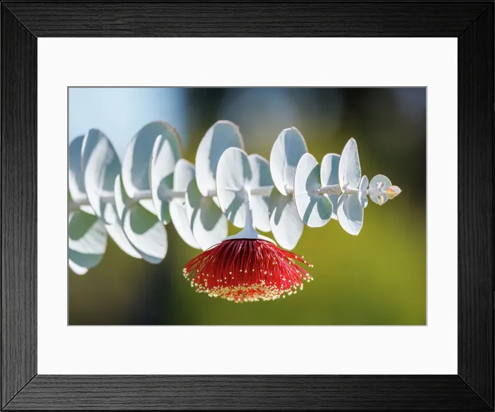 Framed Print : Red and Yellow Eucalyptus Gum Blossom - Eucalyptus macrocarpa, commonly known as mottlecah Framed Print : Red and Yellow Eucalyptus Gum Blossom - Eucalyptus macrocarpa, commonly known as mottlecah