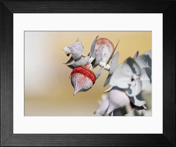 Framed Print : Red and Yellow Eucalyptus Gum Blossom - Eucalyptus macrocarpa, commonly known as mottlecah Framed Print : Red and Yellow Eucalyptus Gum Blossom - Eucalyptus macrocarpa, commonly known as mottlecah