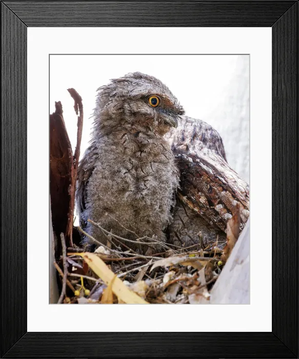 Framed Print : Baby Tawny Frogmouth in a nest on a tree branch looking down at the camera (Podargus Strigoides) Framed Print : Baby Tawny Frogmouth in a nest on a tree branch looking down at the camera (Podargus Strigoides)