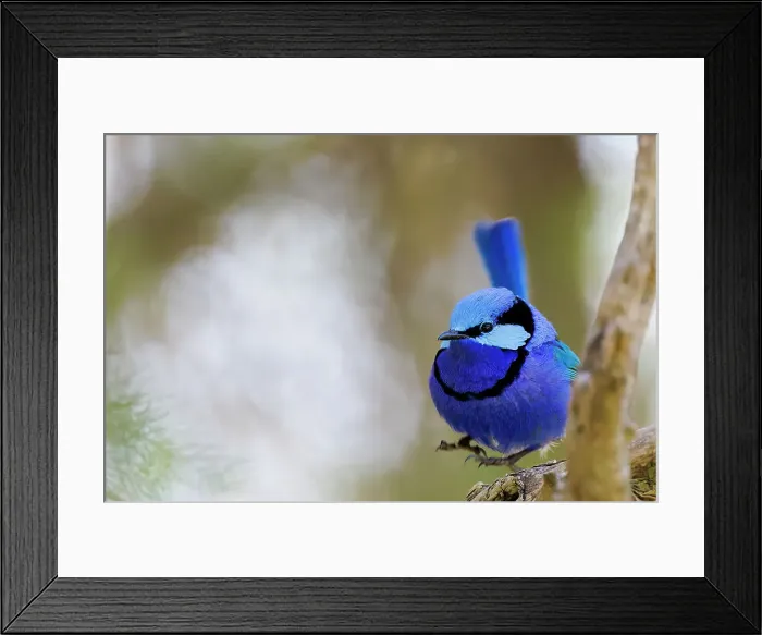 Framed Print : Male Splendid Fairywren, Blue Wren - Malurus splendens Framed Print : Male Splendid Fairywren, Blue Wren - Malurus splendens