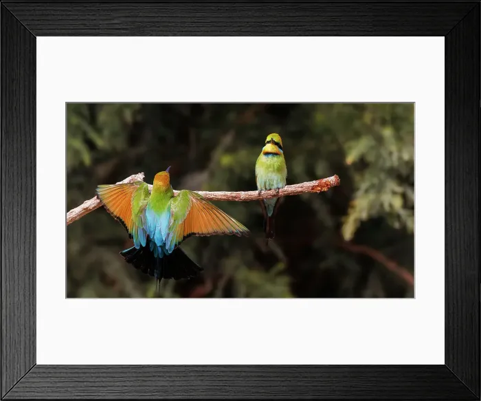 Framed Print : A Rainbow Bee-eater flying in to perch on a tree branch Framed Print : A Rainbow Bee-eater flying in to perch on a tree branch