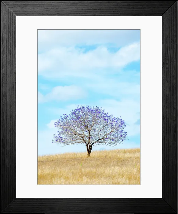 Framed Print : Lonely Jacaranda Framed Print : Lonely Jacaranda