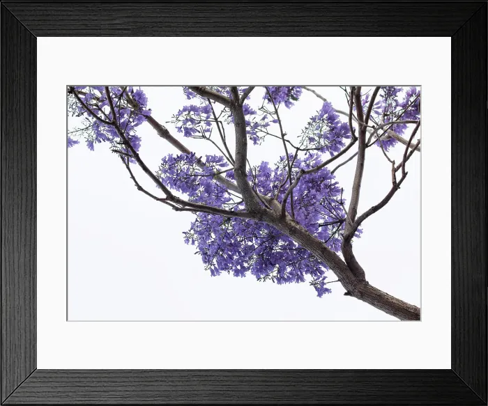 Framed Print : Jacaranda flowers out in bloom Framed Print : Jacaranda flowers out in bloom