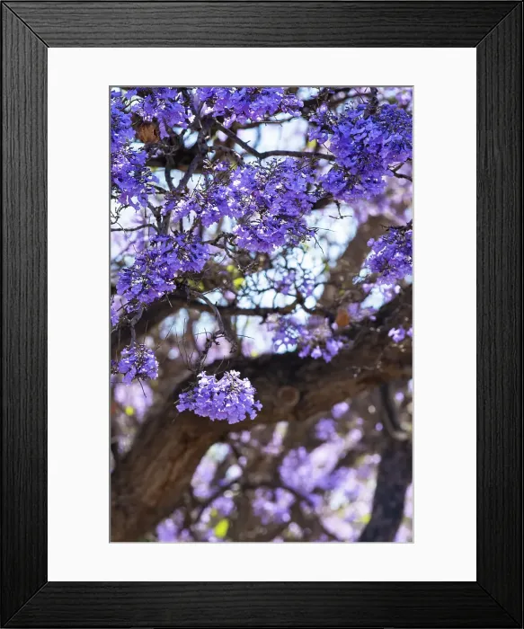 Framed Print : Jacaranda tree in Australia Framed Print : Jacaranda tree in Australia