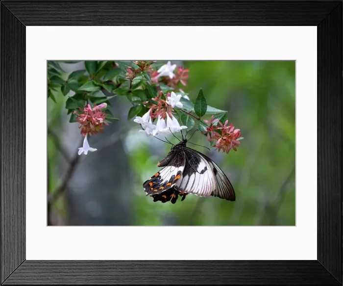 Framed Print : Orchard SwallowTail Butterflu on an Abelia Flower