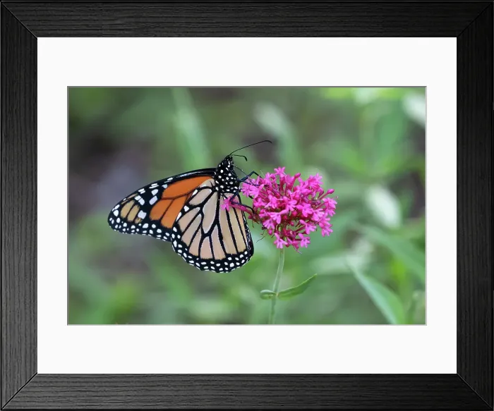 Framed Print : A Monarch Butterfly on a Red Valerian Flower