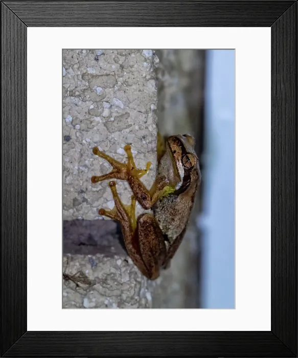 Framed Print : Peron's tree frog climbing up a wall