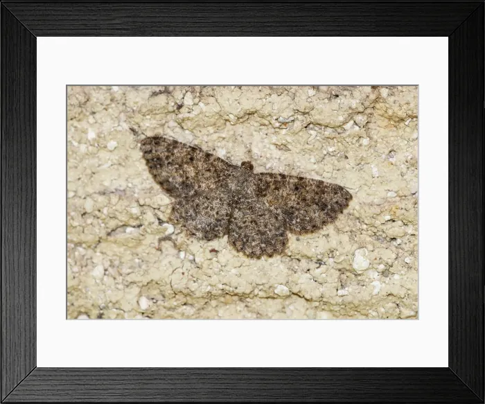 Framed Print : A Bark moth camoflaged on a brick wall