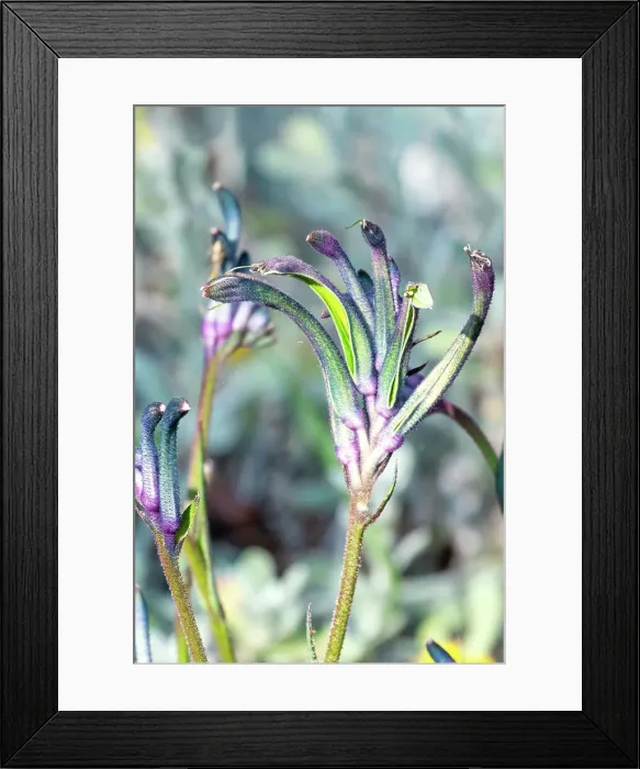 Framed Print : Blue Kangaroo paw flowers Framed Print : Blue Kangaroo paw flowers