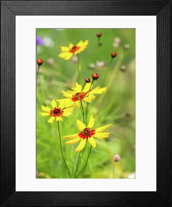 Framed Print : Coreopsis flowers in a garden