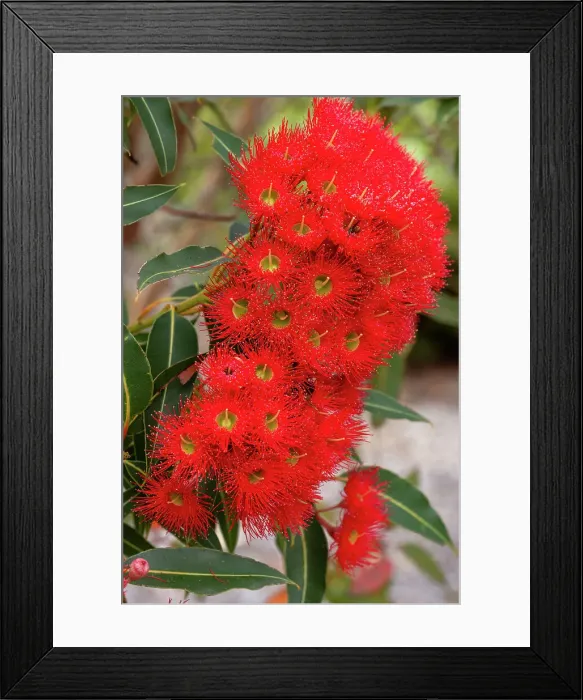 Framed Print : Red Flowering Gum Tree Framed Print : Red Flowering Gum Tree