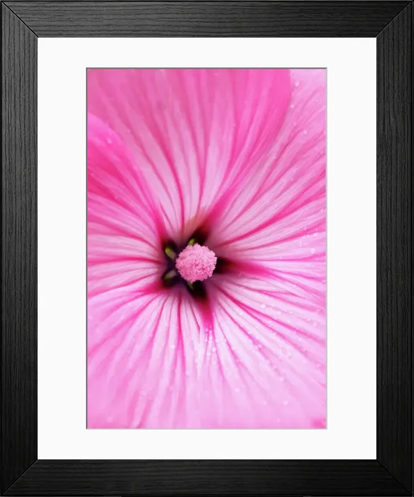 Framed Print : Extreme close up of a Rose Mallow Flower Framed Print : Extreme close up of a Rose Mallow Flower