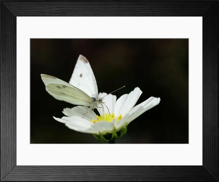 Framed Print : Cabbage white Butterfly on a daisy Framed Print : Cabbage white Butterfly on a daisy
