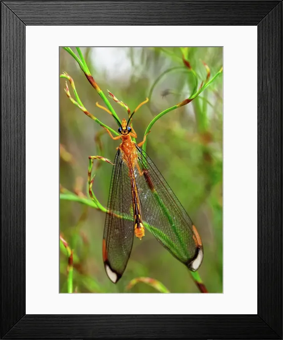 Framed Print : Close up of Blue Eyes Lace wing Framed Print : Close up of Blue Eyes Lace wing