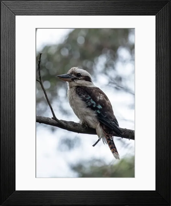 Framed Print : Laughing Kookaburra sitting on a tree branch Framed Print : Laughing Kookaburra sitting on a tree branch