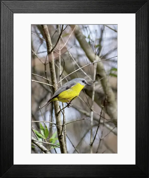 Framed Print : Australian Eastern Yellow Robin