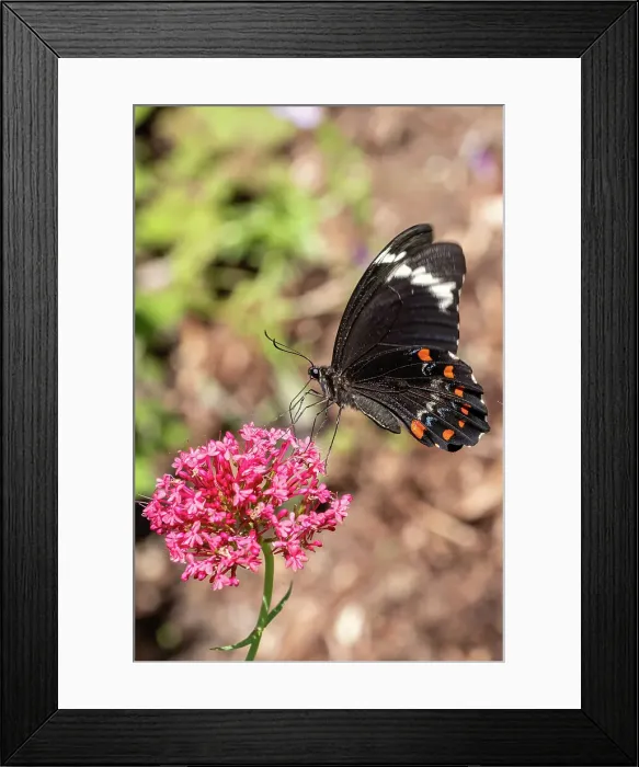 Framed Print : Orchard SwallowTail Butterfluy on an Red Valerian Flower Framed Print : Orchard SwallowTail Butterfluy on an Red Valerian Flower