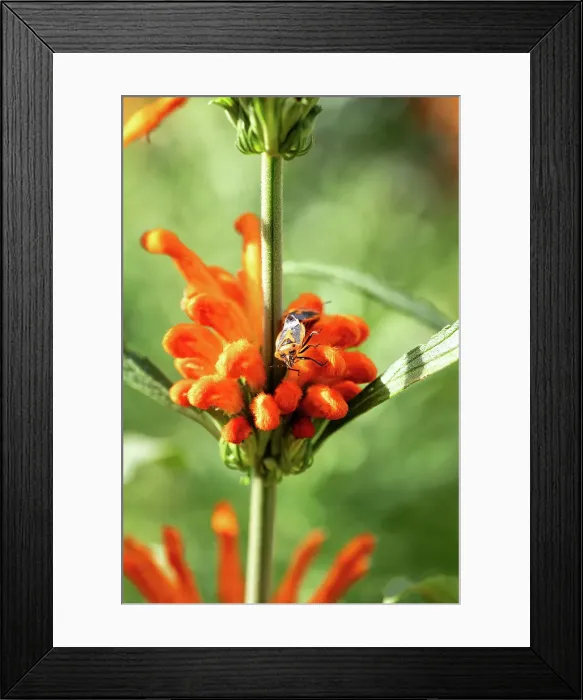 Framed Print : Orange Lion's tail flower with a Horehound Bug perched on it