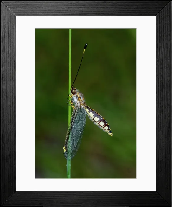 Framed Print : Owlfly on grass stem Framed Print : Owlfly on grass stem