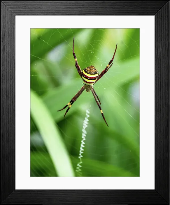 Framed Print : St Andrews Cross spider in a web