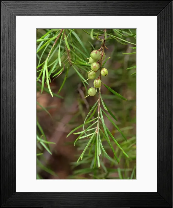 Framed Print : Berries on a geebung Tree Framed Print : Berries on a geebung Tree
