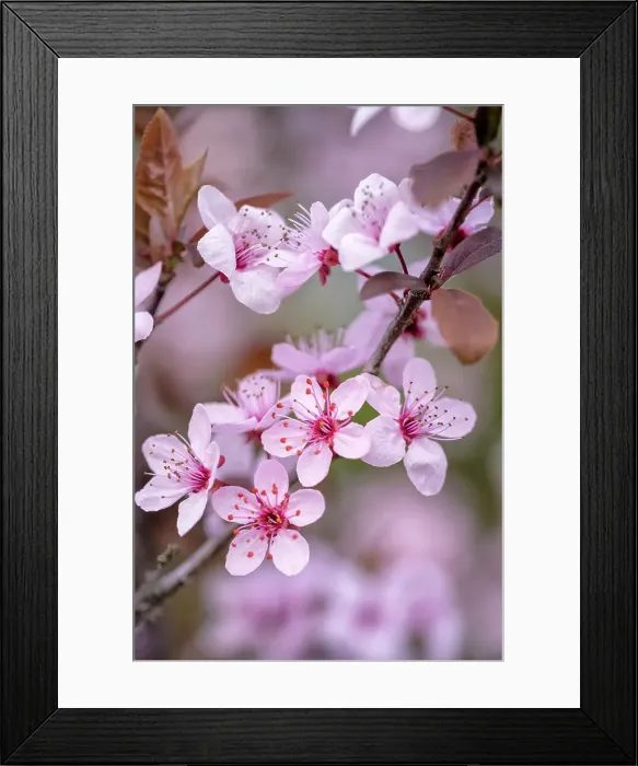 Framed Print : Pretty plum blossoms on the tree