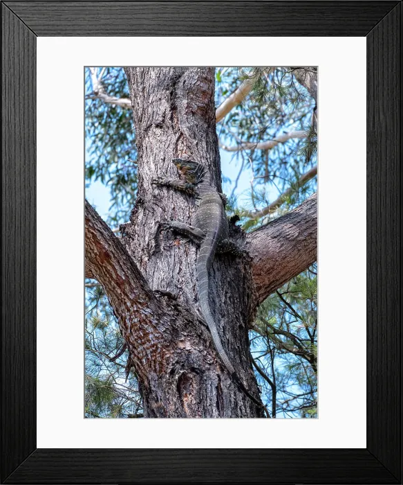 Framed Print : A Lace Monitor or Goanna climbing up a gum tree