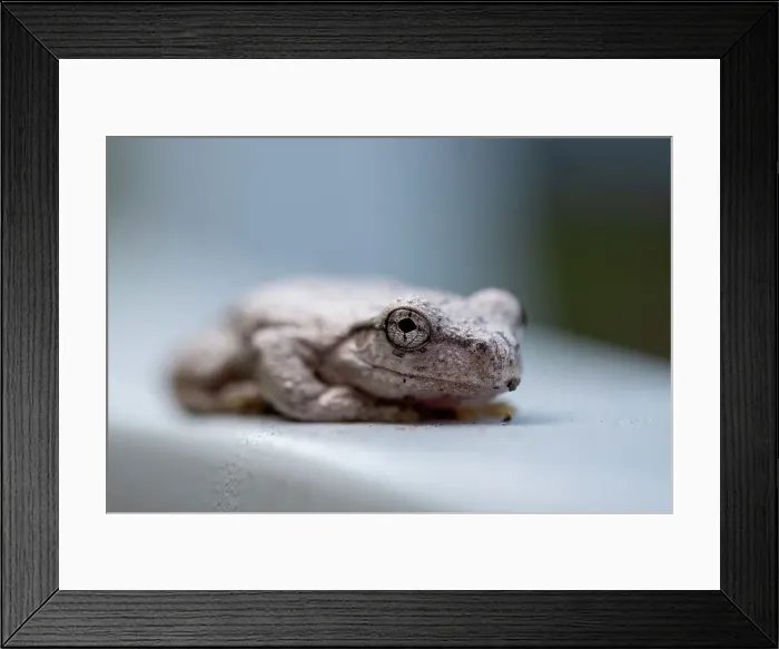 Framed Print : A close up of a Peron's Tree-frog, Litoria peronii