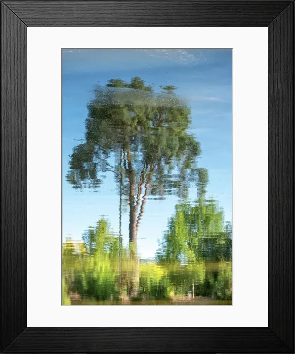 Framed Print : Tree reflections Framed Print : Tree reflections