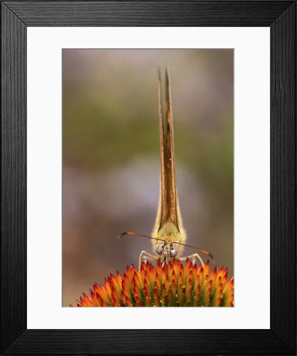 Framed Print : Close up of a Common Brown Butterfly, Heteronympha merope on a pink Echinacea flower Framed Print : Close up of a Common Brown Butterfly, Heteronympha merope on a pink Echinacea flower