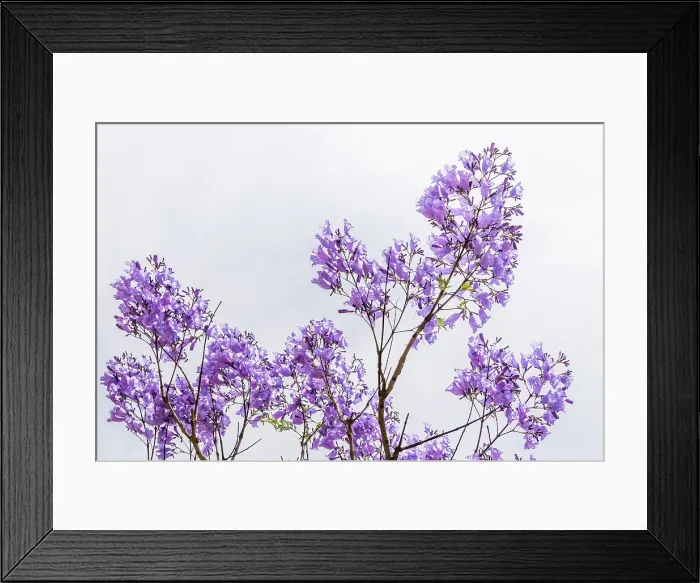 Framed Print : Purple flowers of the Jacaranda Tree