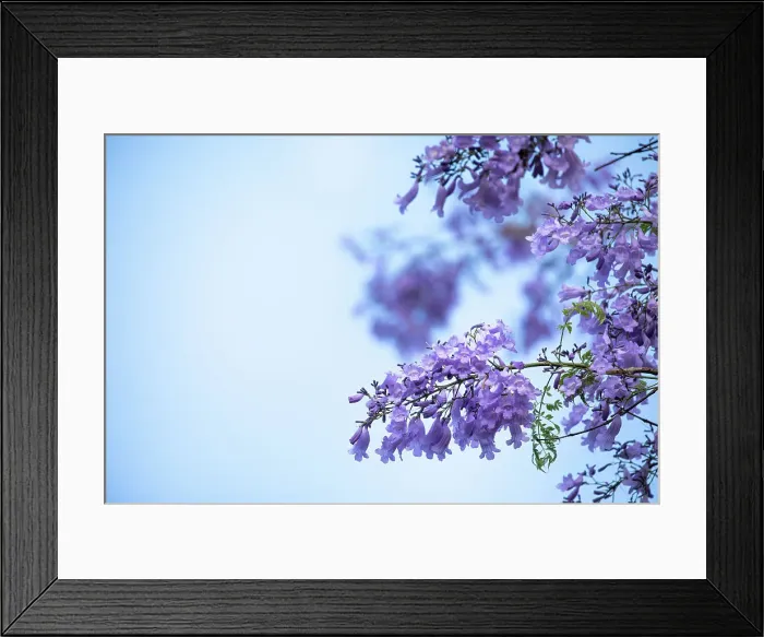 Framed Print : Jacaranda flowers out in bloom