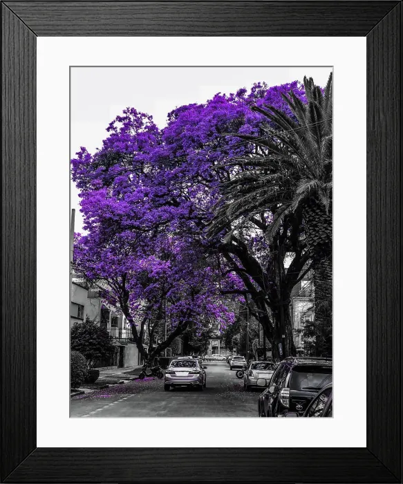 Framed Print : Jacarandas blooming Framed Print : Jacarandas blooming