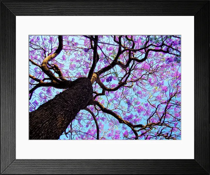 Framed Print : Jacaranda Tree In Full bloom