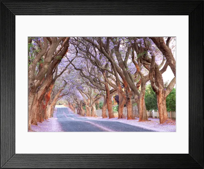 Framed Print : Country road and Jacaranda trees, Pretoria, South Africa Framed Print : Country road and Jacaranda trees, Pretoria, South Africa