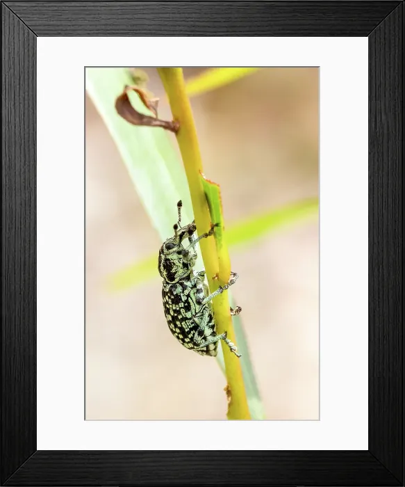 Framed Print : A Diamond Beetle, or Botany Bay Weevil insect clinging to the stem of a plant