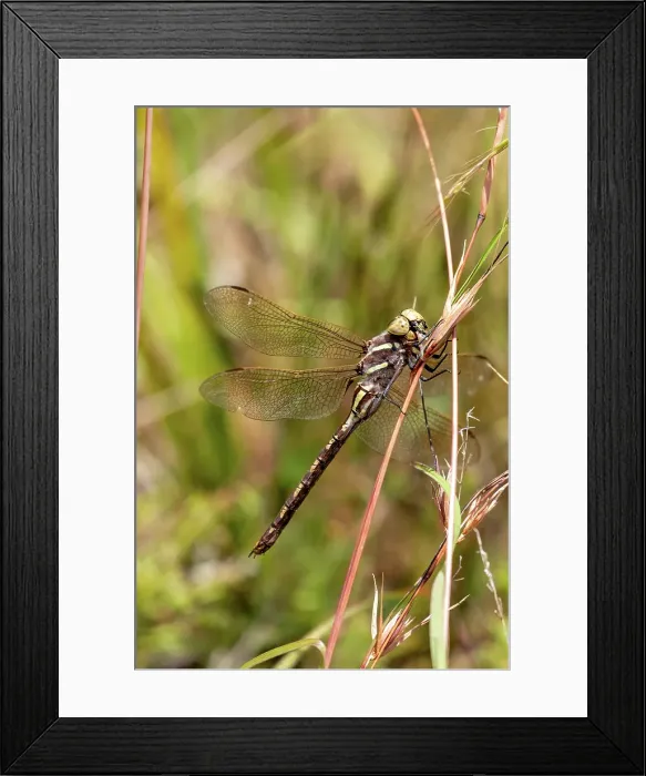 Framed Print : Side view of a dragonfly on a grass stem