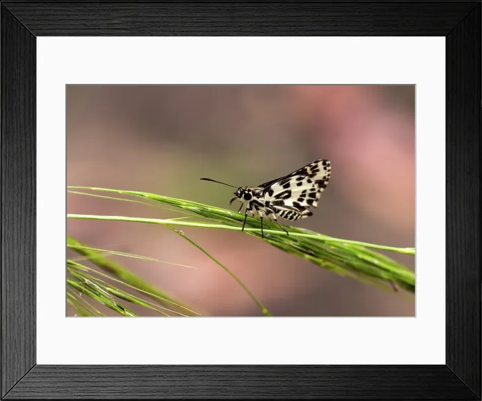Framed Print : A Spotted Skipper on a grasshead Framed Print : A Spotted Skipper on a grasshead