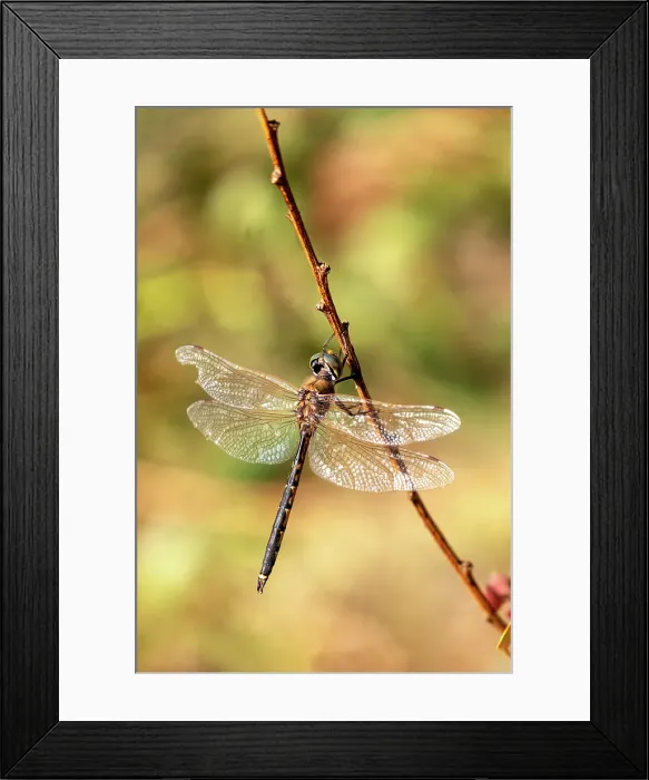 Framed Print : Tau Emerald Dragonfly perching on a stick
