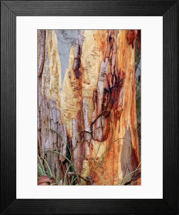 Framed Print : Scribbly Gum trunk Framed Print : Scribbly Gum trunk