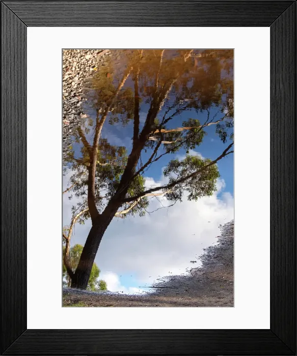 Framed Print : Reflection of a gum tree in a puddle Framed Print : Reflection of a gum tree in a puddle