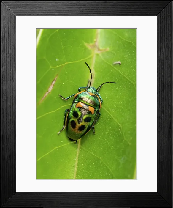 Framed Print : Jewel Bug on a leaf Framed Print : Jewel Bug on a leaf