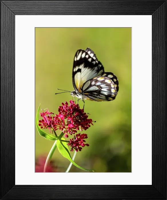 Framed Print : A Caper White Butterfly on a Red Valerian flower Framed Print : A Caper White Butterfly on a Red Valerian flower