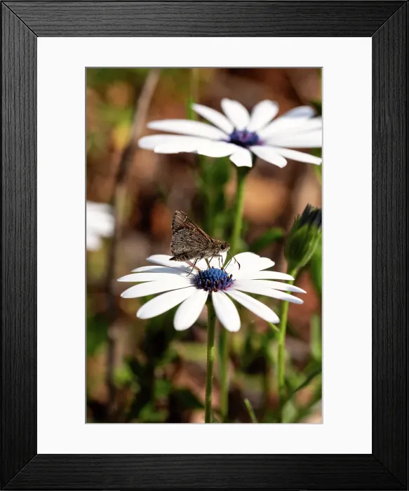 Framed Print : Two-Spotted Grass Skipper on a daisy Framed Print : Two-Spotted Grass Skipper on a daisy