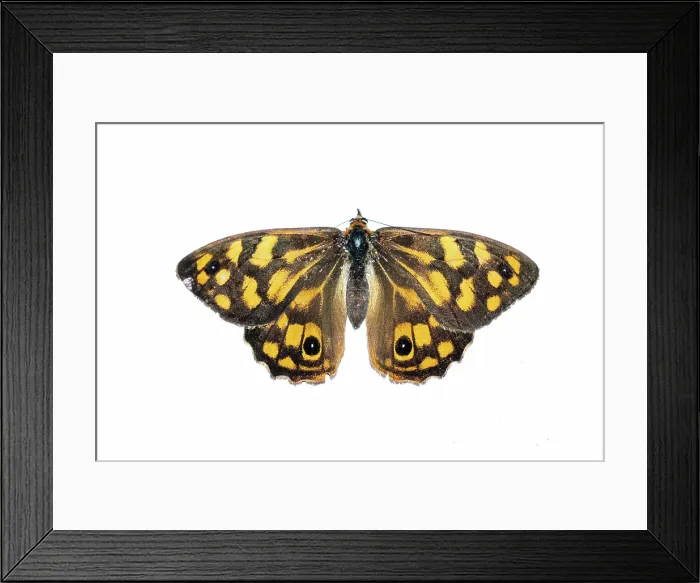 Framed Print : Top view of Spotted Brown Butterfly