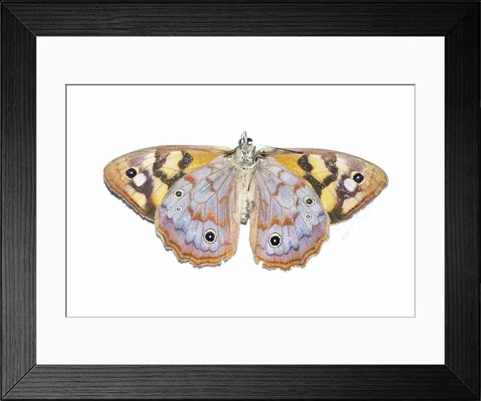 Framed Print : Underside of Spotted Brown Butterfly Framed Print : Underside of Spotted Brown Butterfly